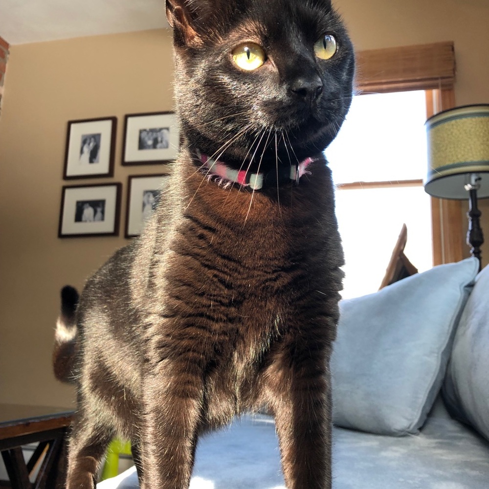 Meet your Posher, Kristen